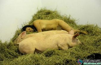 taruna4d net mengunjungi peternakan babi Boryeong
